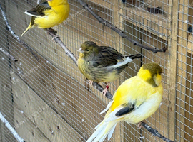 3 beautiful Canary