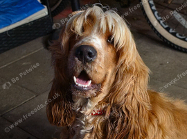 11 month old show spaniel