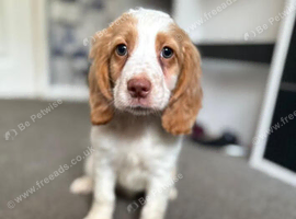 Cocker spaniel pups READY NOW