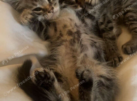 Beautiful 3/4 Maine coon kittens