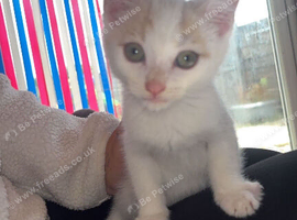 Kittens for sale
