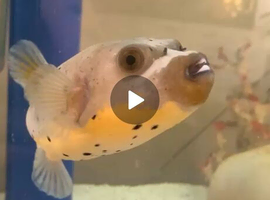 Marine Tank failure need all fish gone ASAP