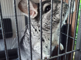 Adult Chinchilla