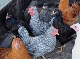 Pure bred pullets