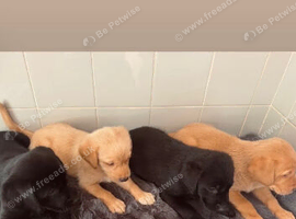 5 beautiful labradors 2 black girls 2 cream boys