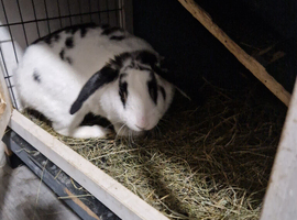 Sybirian rabbit