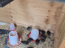 Jumbo coturnix quails chicks