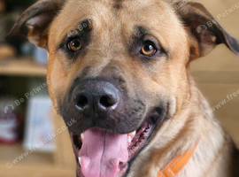 16 month old male German Shepherd x Labrador