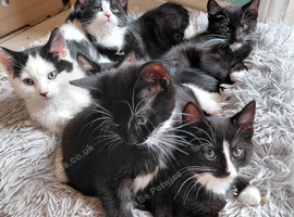 6 cute tuxedo kittens born 03 08 2026 1 boy 5 girls