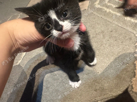 Kitten
