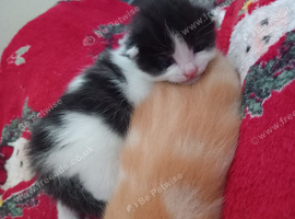 Kittens