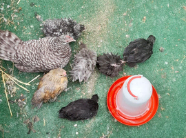 Young bantam chickens
