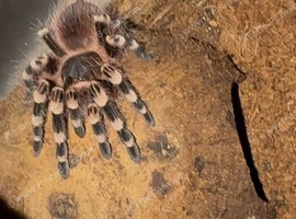 Tarantula bundle