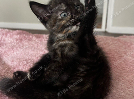 Female kitten 9 weeks old