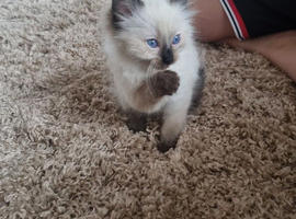 Last boy Ragdoll