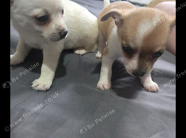Pomchi puppys