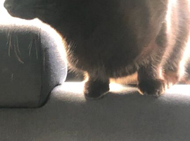 10 month old neutered male cat