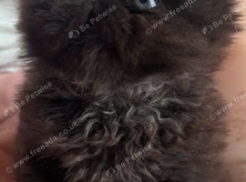 stunning colour point Persian Kittens