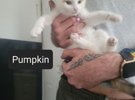Different kittens needs a loving home