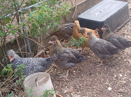 Young creamlegbar pullets