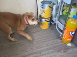 Staffie x sharpei