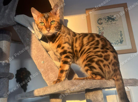Beautiful Bengal looking for forever home
