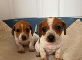Jack russell x miniature dachshund