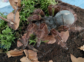 Theraphosa Blondi Adult Female