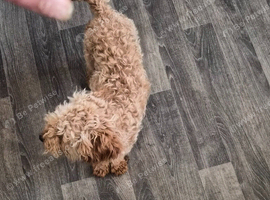 Poodle 14mouths old xxx