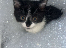 1 black and white female ready to go