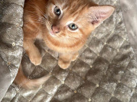 ginger kittens