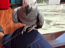 African grey super tame