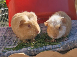 Two Boys Looking for Their Forever Homes