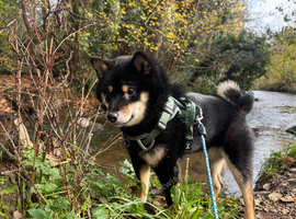 Black and Tan female