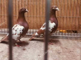 Mulemans racing pigeons available