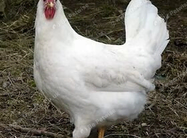 Bason White hens
