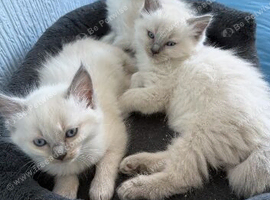 Ready now Ragdolls
