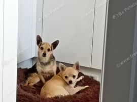 Three gorgeous girl Jack chi pups