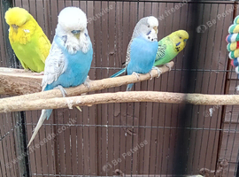 3 x budgies for sale with nice cage