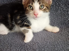 Bengal x tabby x tuxedo kittens