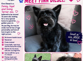 LOOKING FOR LOVE? MEET FINN DIESEL