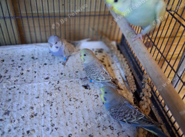 Young budgies