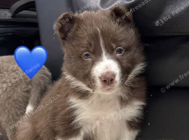 Gorgeous Border Collie Puppies, Fully Healthy.