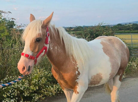 Palomino & white san cler cob