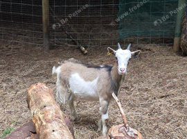 Pgymy wether goat