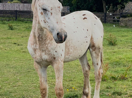 "Appaloosa " Leopard Spot Colt Young Sport Horse