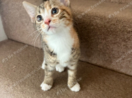 Mixed bengal kitten for sale