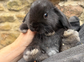 Mini lop doe