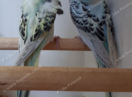Beautiful Bonded Pair of Hagaromo Budgies - Texas Clearbody Split Dun Fallow