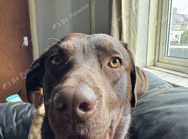 3 year old chocolate labrador